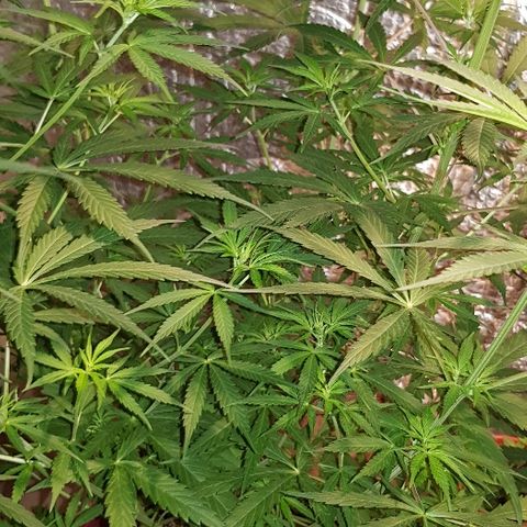 Genética desconocida growlog timeline photo