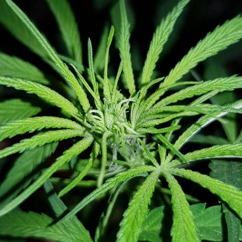 Genética desconocida growlog timeline photo