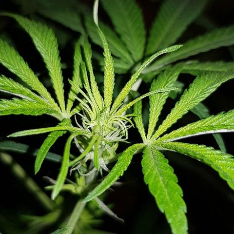 Genética desconocida growlog timeline photo