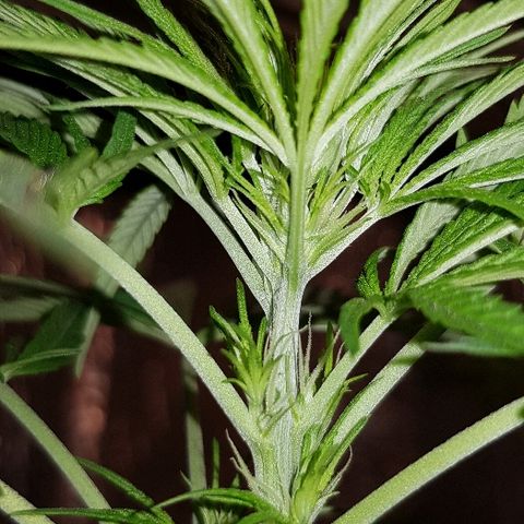 Krush pochs  growlog timeline photo