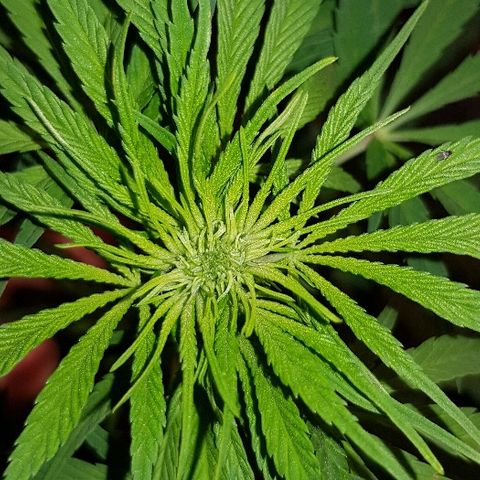 Krush pochs  growlog timeline photo