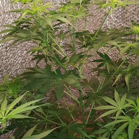 Krush pochs  growlog timeline photo