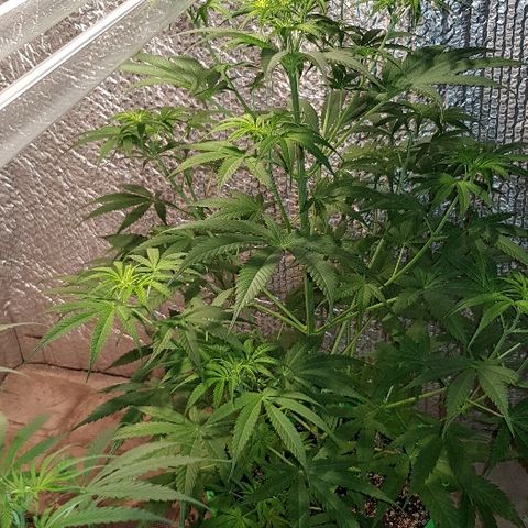 Genética desconocida growlog timeline photo