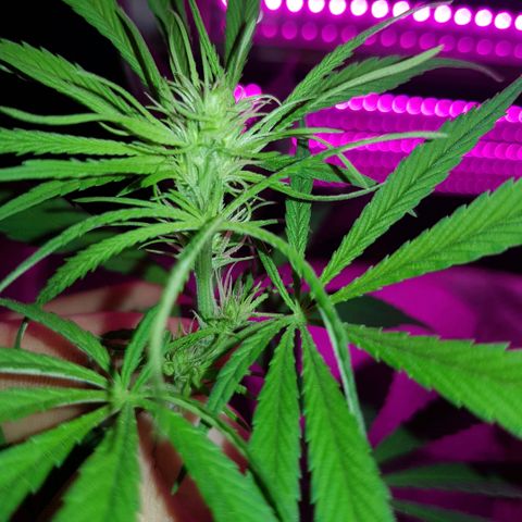 Genética desconocida growlog timeline photo