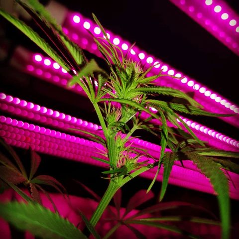 Krush pochs  growlog timeline photo