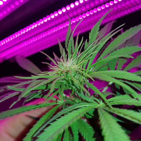 Genética desconocida growlog timeline photo