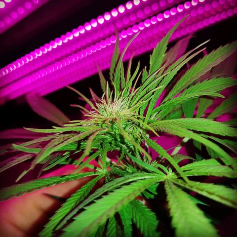 Genética desconocida growlog timeline photo