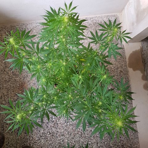 Genética desconocida growlog timeline photo