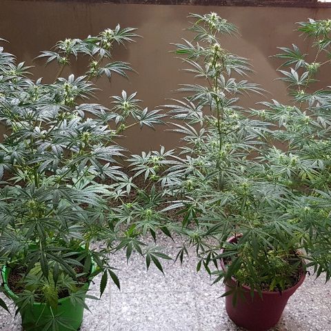 Genética desconocida growlog timeline photo