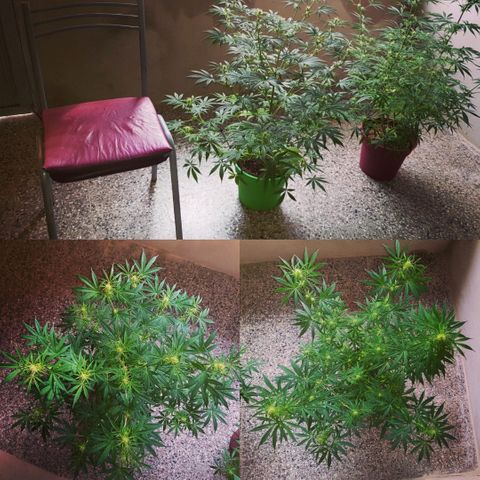 Genética desconocida growlog timeline photo