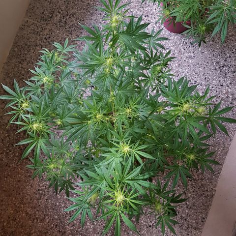 Krush pochs  growlog timeline photo