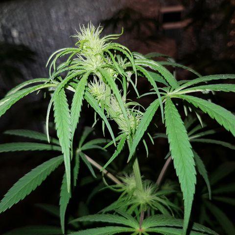 Krush pochs  growlog timeline photo