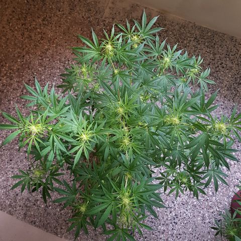 Krush pochs  growlog timeline photo