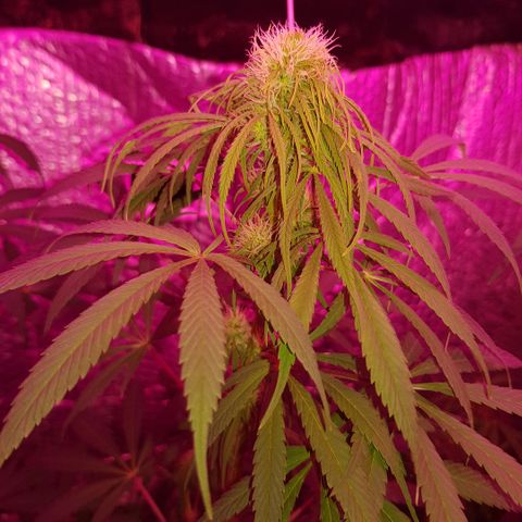 Genética desconocida growlog timeline photo
