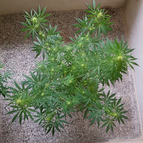 Genética desconocida growlog timeline photo