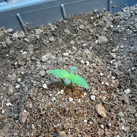 Amnesia XXL Auto #2 growlog timeline photo