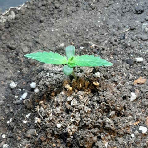 Amnesia XXL Auto #2 growlog photo: Hola nuevas dobladas