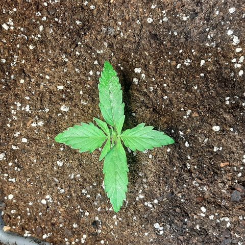 Amnesia XXL Auto #2 growlog timeline photo