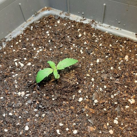 Amnesia XXL Auto #2 growlog timeline photo