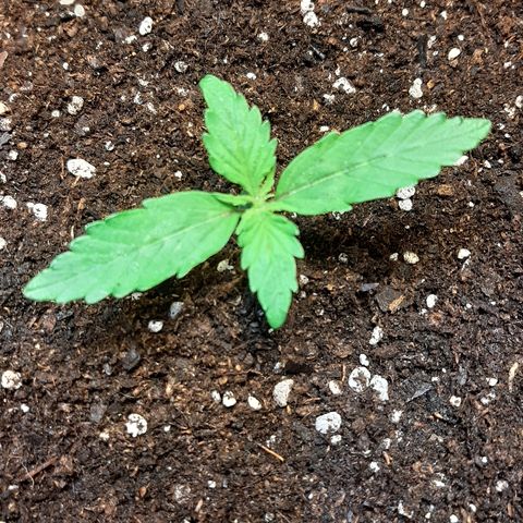 Amnesia XXL Auto #2 growlog timeline photo