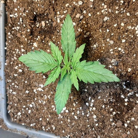 Amnesia XXL Auto #2 growlog photo: Espacio intermodal más separado que 1