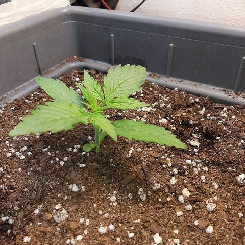 Amnesia XXL Auto #2 growlog photo: Espacio intermodal más separado que 1