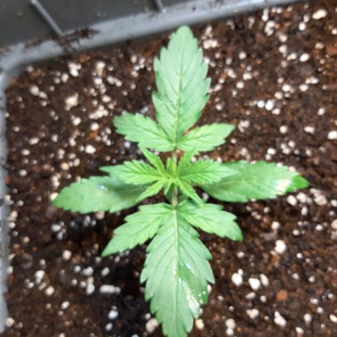 Amnesia XXL Auto #2 growlog timeline photo