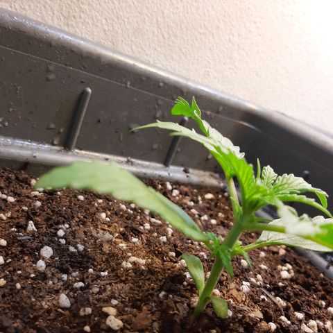 Amnesia XXL Auto #2 growlog timeline photo