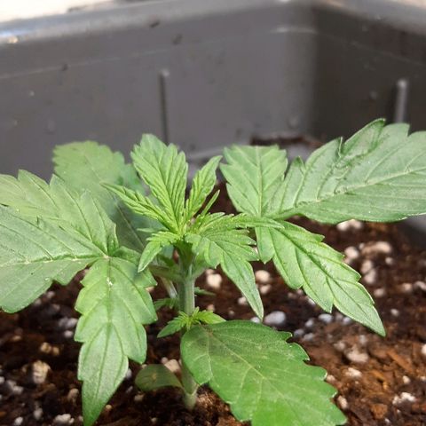 Amnesia XXL Auto #2 growlog timeline photo