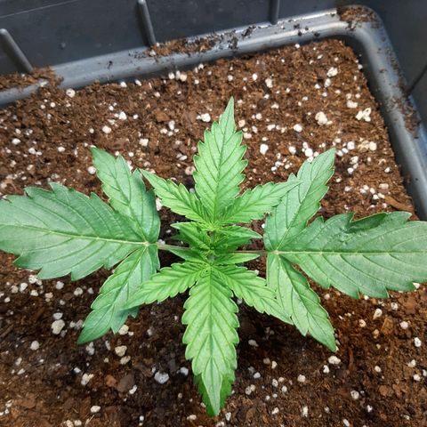 Amnesia XXL Auto #2 growlog photo: Una hoja grande con deformación 