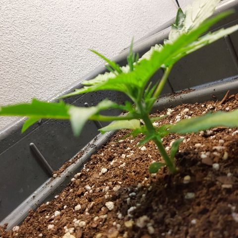 Amnesia XXL Auto #2 growlog photo: Una hoja grande con deformación 