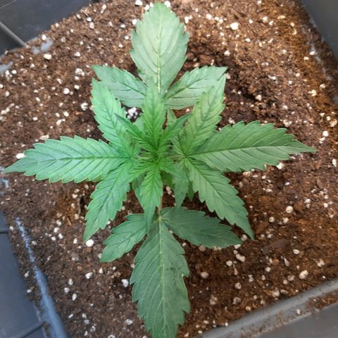 Amnesia XXL Auto #2 growlog timeline photo
