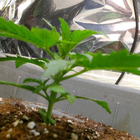Amnesia XXL Auto #2 growlog timeline photo