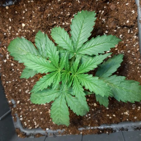 Amnesia XXL Auto #2 growlog timeline photo