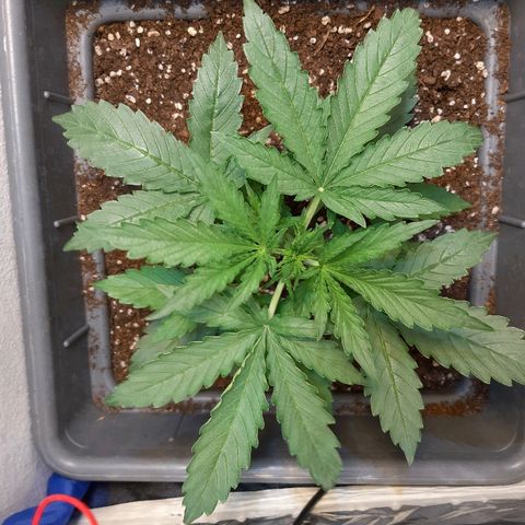 Amnesia XXL Auto #2 growlog timeline photo