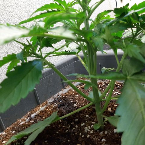 Amnesia XXL Auto #2 growlog timeline photo