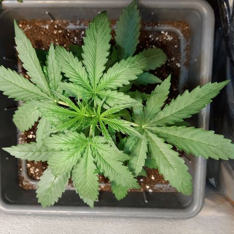 Amnesia XXL Auto #2 growlog timeline photo