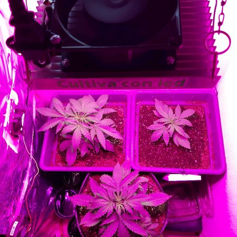 Amnesia XXL Auto #2 growlog timeline photo