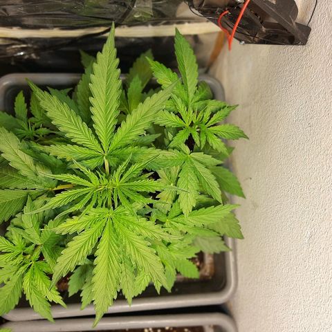 Amnesia XXL Auto #2 growlog timeline photo