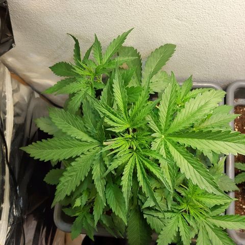 Amnesia XXL Auto #2 growlog timeline photo