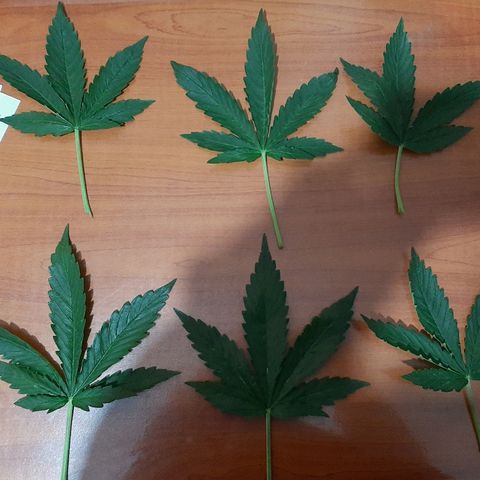 Amnesia XXL Auto #2 growlog photo: Defoliación 