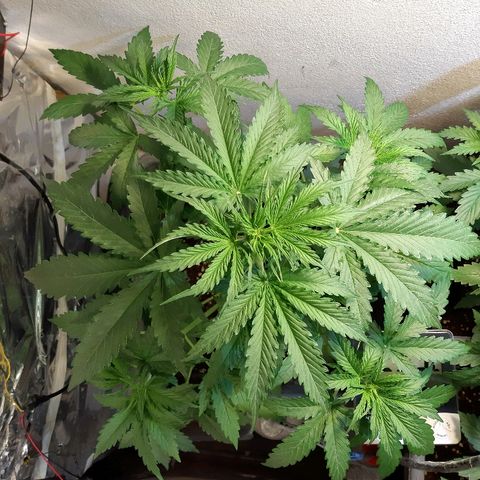 Amnesia XXL Auto #2 growlog photo: Post desfoliacion 