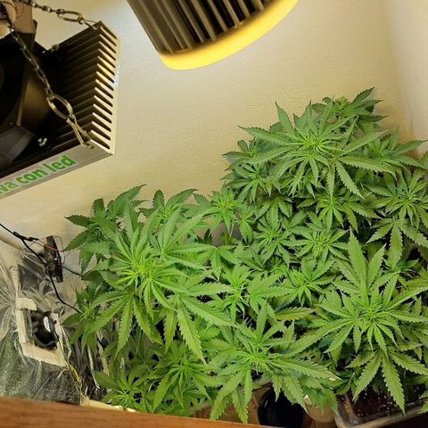 Amnesia XXL Auto #2 growlog timeline photo