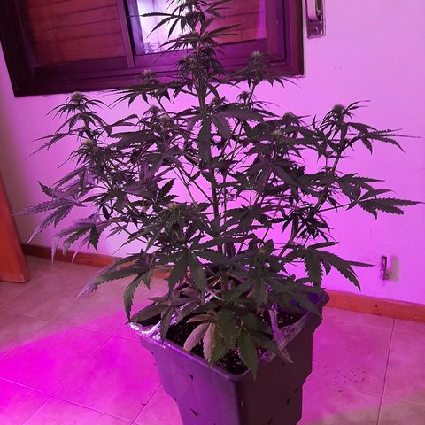 Amnesia XXL Auto #2 growlog timeline photo