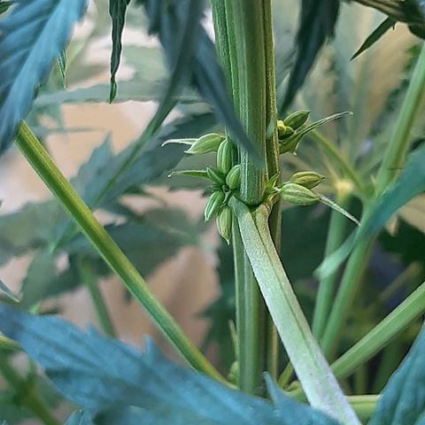 Amnesia XXL Auto #2 growlog photo: Hermafroditas 
Aparición de bolitas