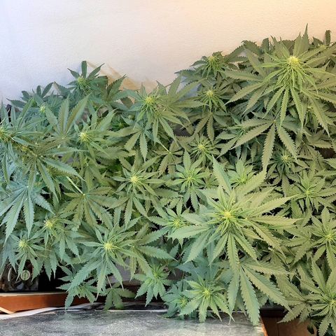Amnesia XXL Auto #2 growlog timeline photo