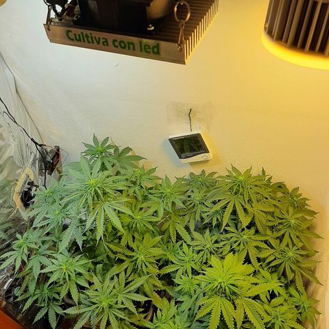 Amnesia XXL Auto #2 growlog timeline photo
