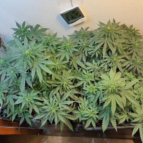 Amnesia XXL Auto #2 growlog timeline photo