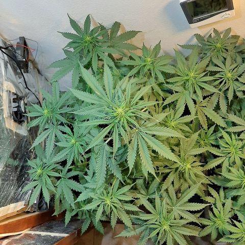 Amnesia XXL Auto #2 growlog timeline photo