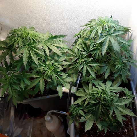 Amnesia XXL Auto #2 growlog timeline photo